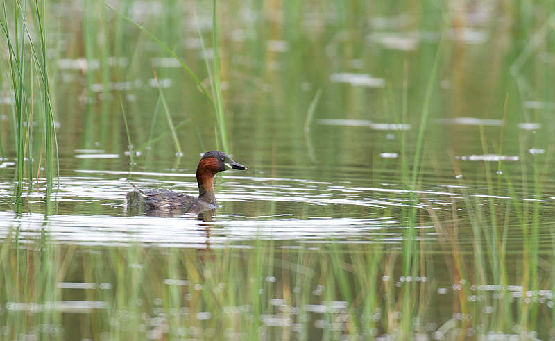 Dvergdykker- Little Grebe (Tachybaptus ruficollis) ad.jpg